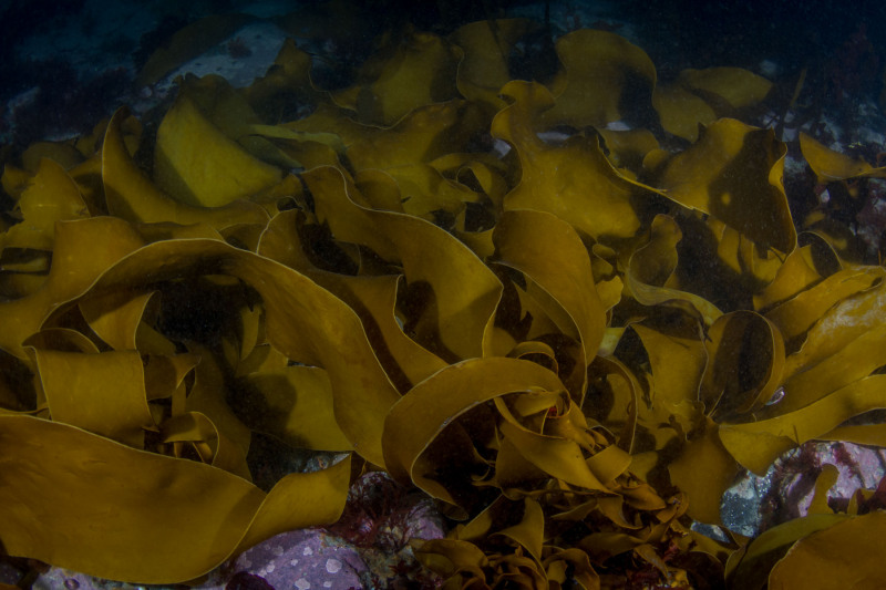 Big-Ribbon-Kelp