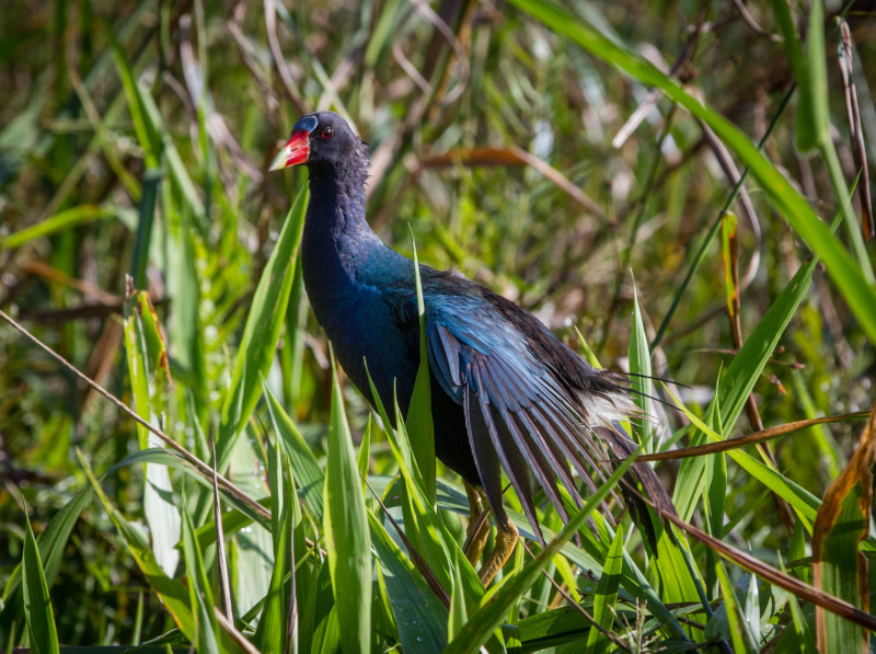 Bird-at-beginning-of-walk