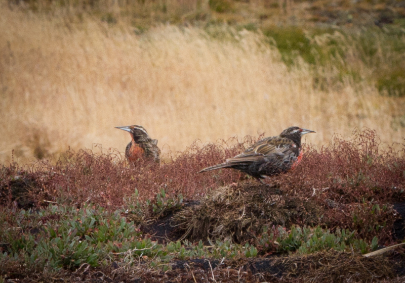 Brown-Birds