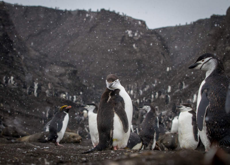 ChinStrap-Colony-in-the-snow