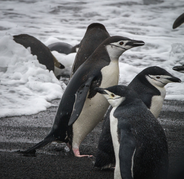 ChinStraps-on-the-Shore