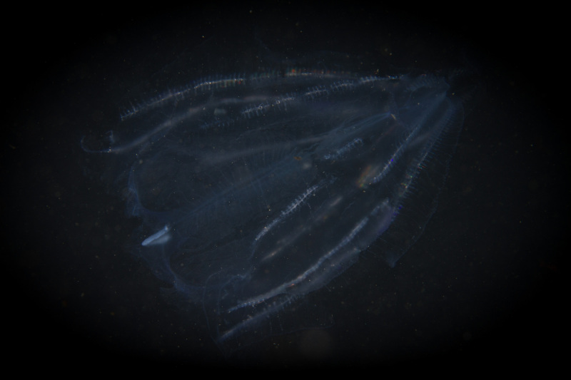 Comb-Jelly