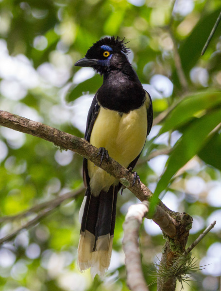 Crested-Bird