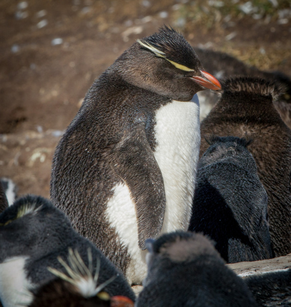 Crested-Rockhopper-2