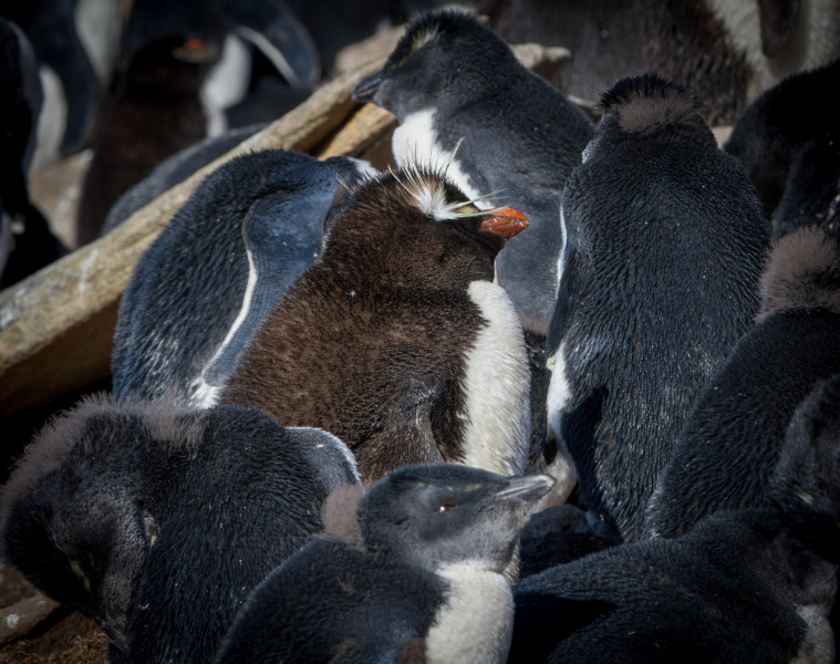 Crested-Rockhopper