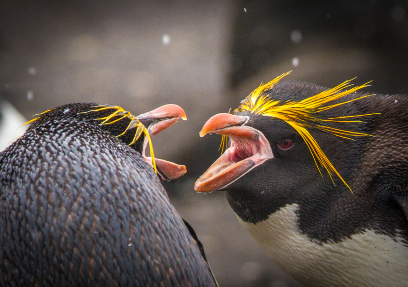 Dual-Macaroni-Heads-Fighting-2