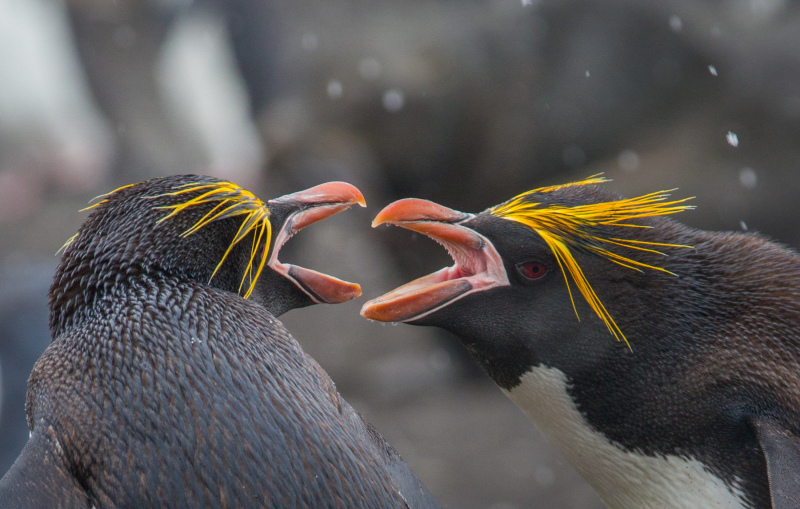 Dual-Macaroni-Heads-Fighting