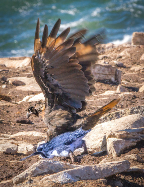 Falcon-Capturing-Penguin-Chick