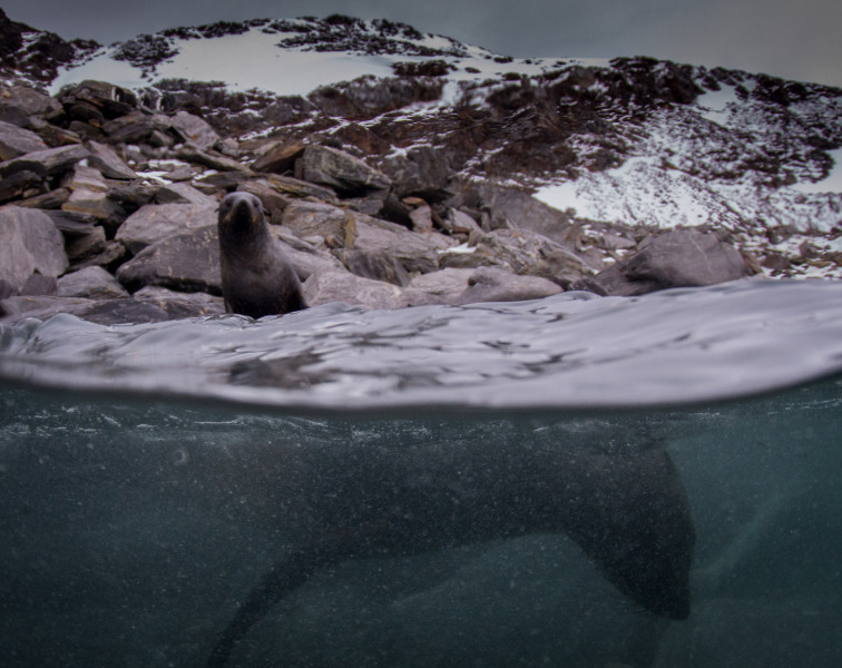 Fur-Seal-OverUnder