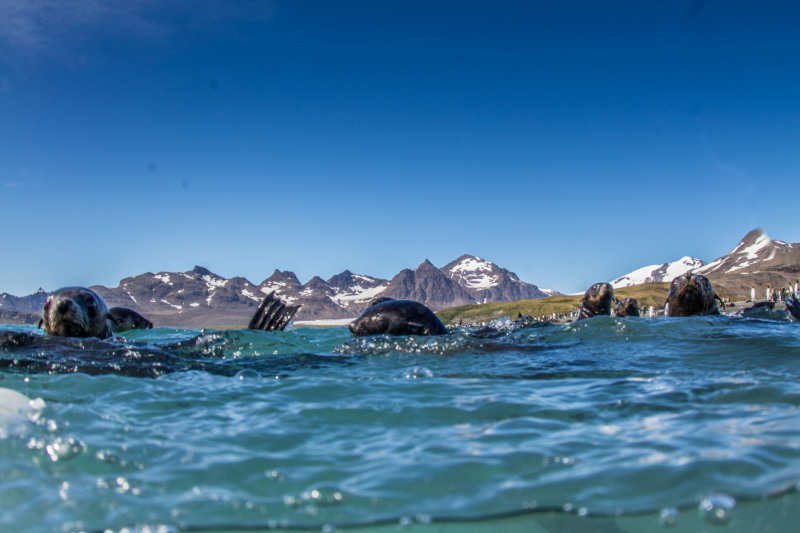 Fur-Seals-in-Water