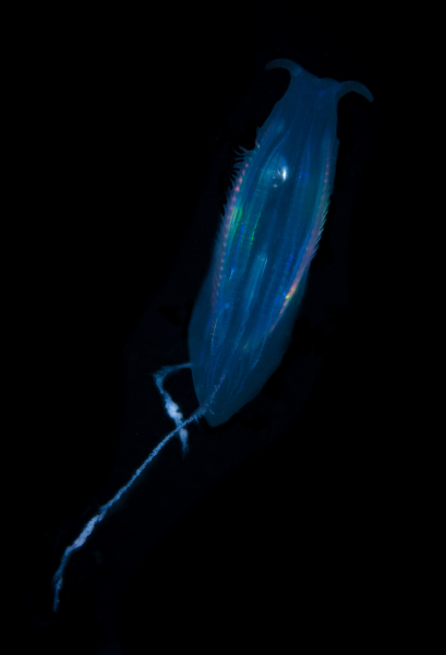 Good-Comb-Jelly