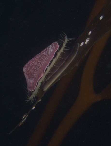 Good-Limpet-on-Kelp