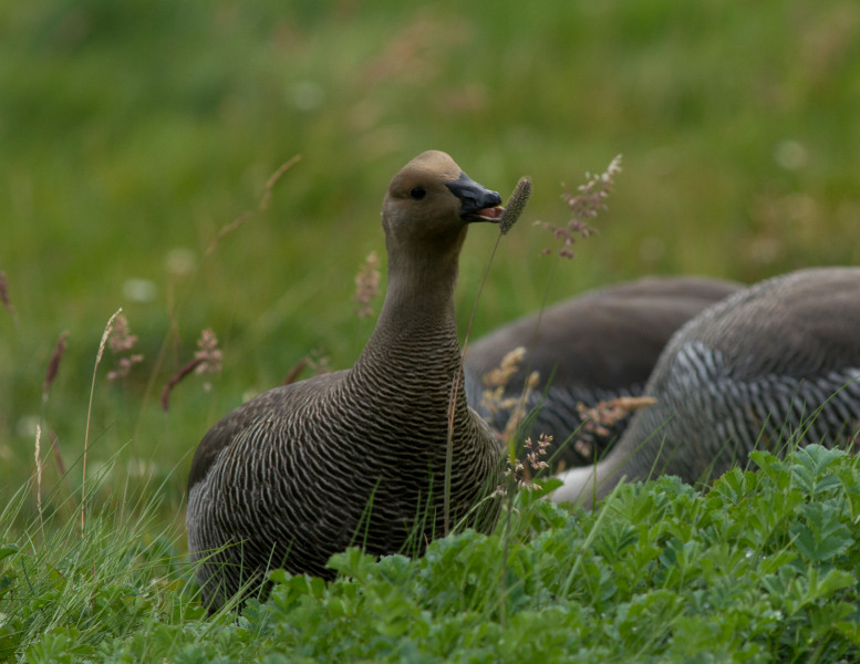 Goose-Eating-Willow