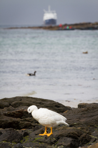 Goose-and-Boat