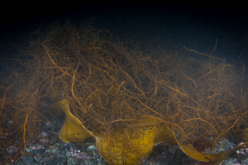 Grass-Kelp