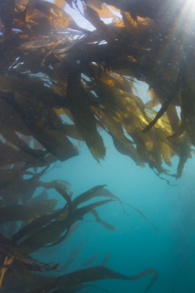 Kelp-2