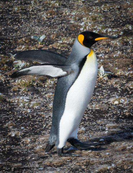 King-Penguin-Running