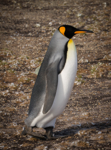 King-Penguin-Walking