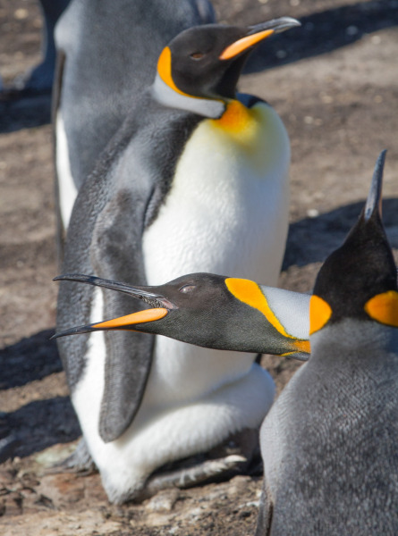 King-Penguins-2