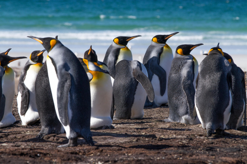 King-Penguins