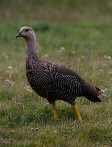 Lone-Goose