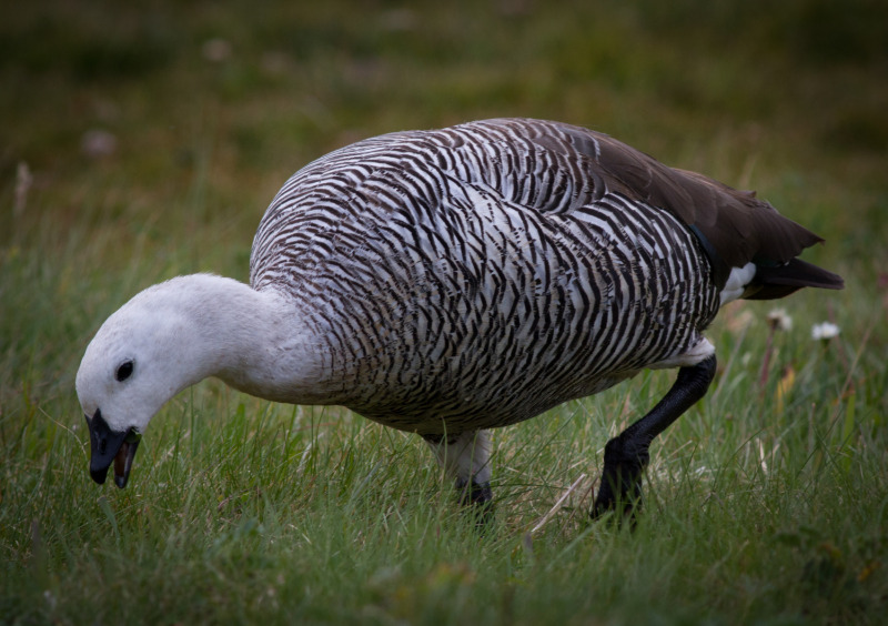 Lone-White-Goose-Eating