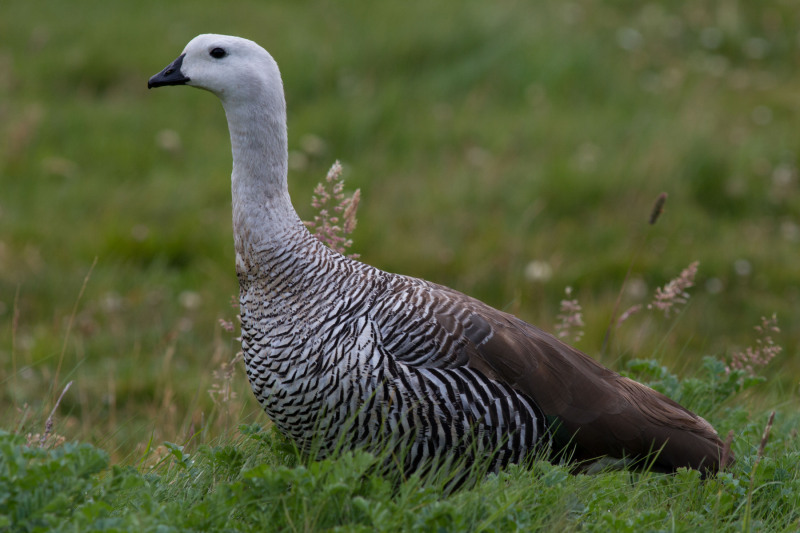 Lone-White-Goose