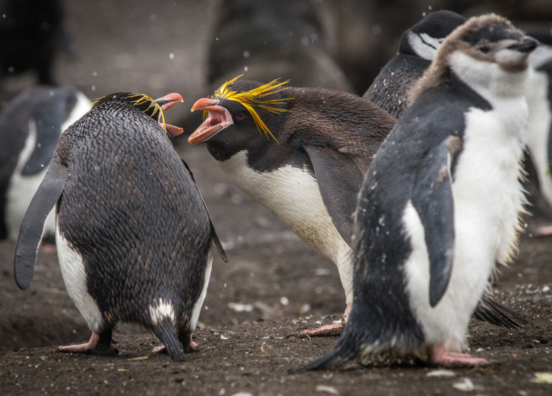 Macaroni-Fighting