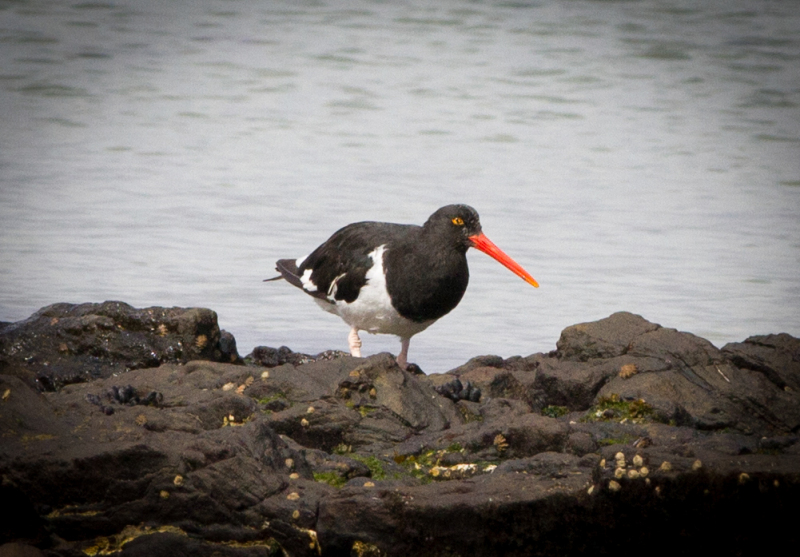 Orange-Beak