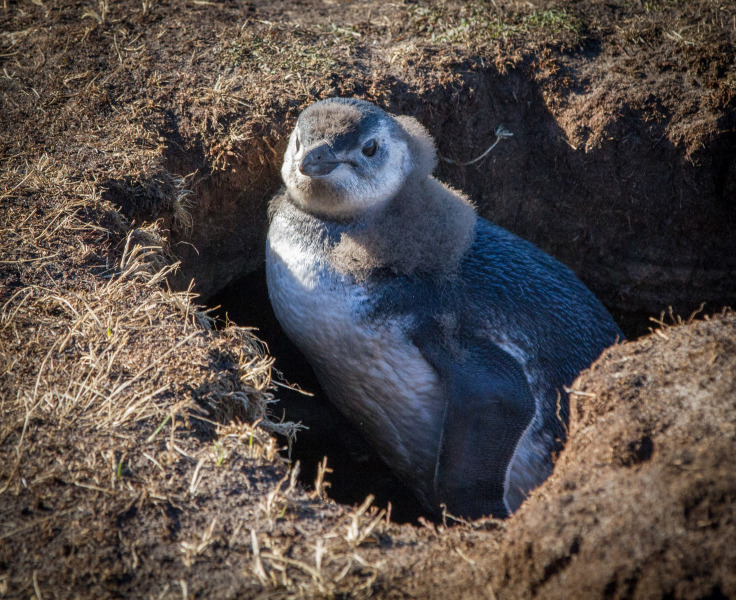 Peguine-in-hole