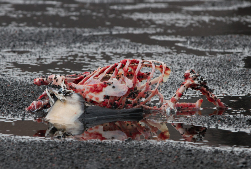 Penguin-Carcass-2