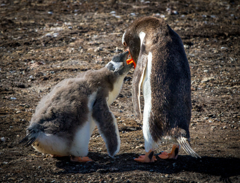 Penguin-Feeding