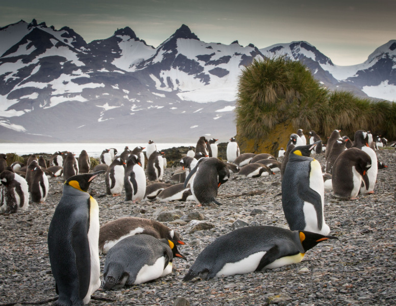 Penguines-with-Mountains-in-back