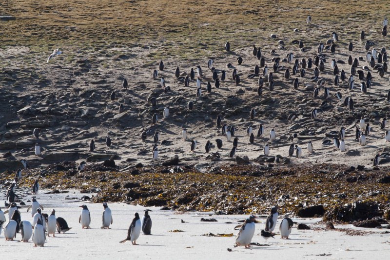 Penguins-on-a-hill