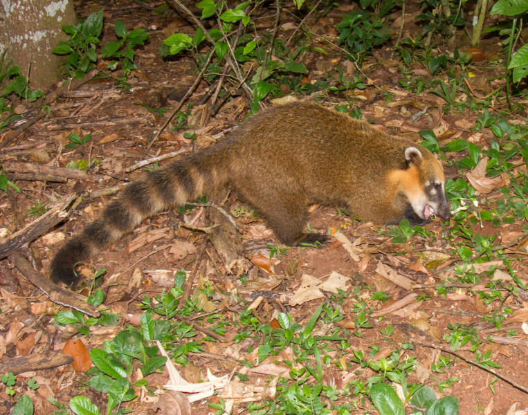 Ringtail