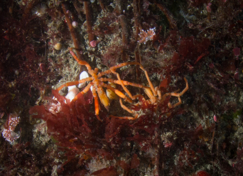 Sea-Spiders