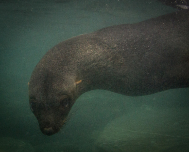 Seal-Head