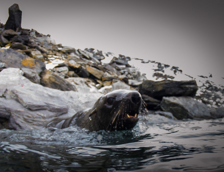 Seal-Teeth