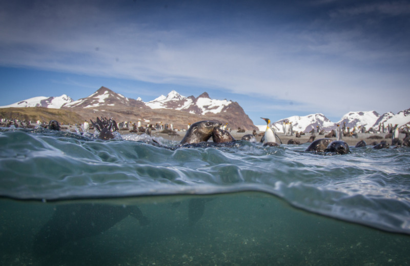 Seal-and-Penguins-in-the-Surf