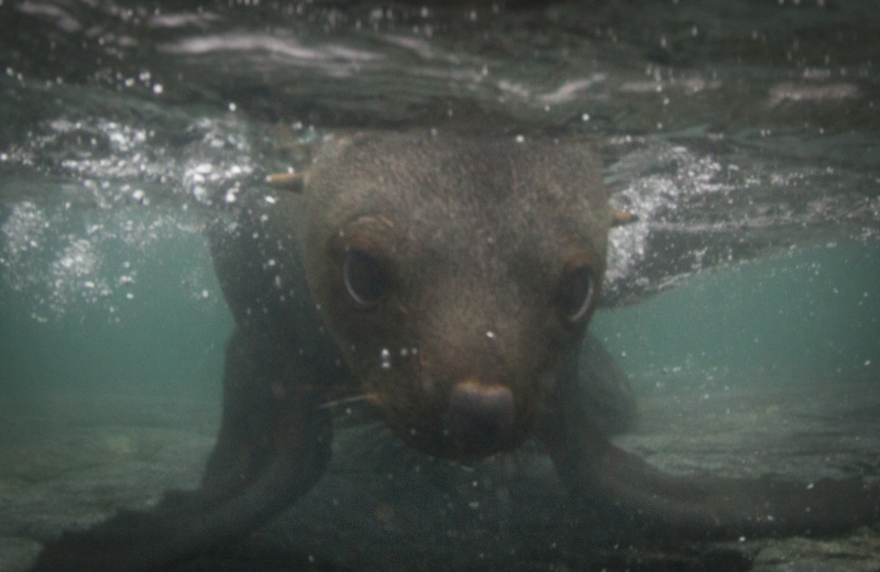 Seal-closeup