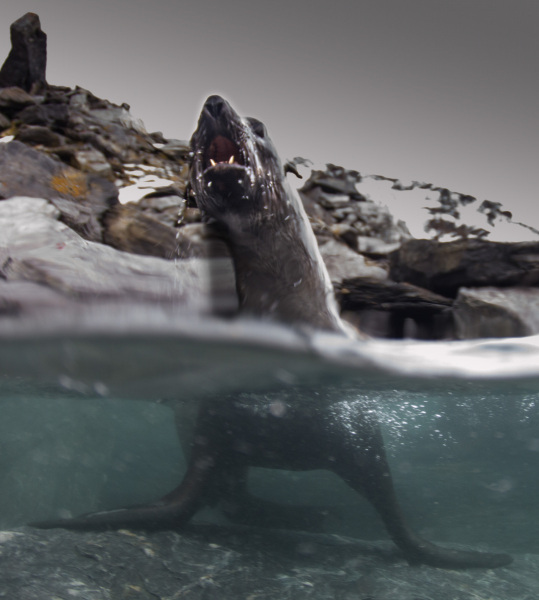 Seal-standing