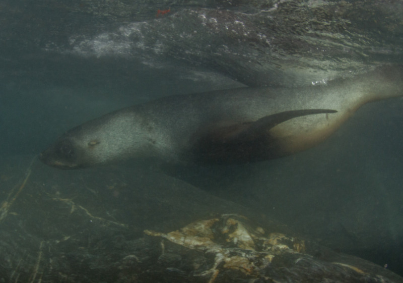 Seal-with-Rock