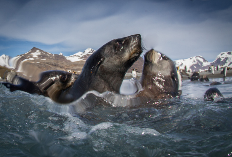 Seals-in-the-Surf-2