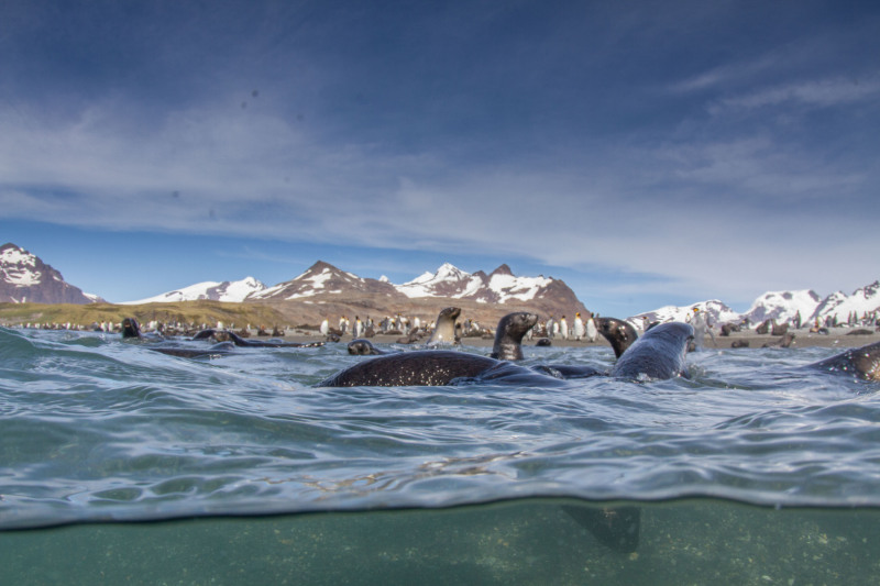 Seals-in-the-Surf-flat