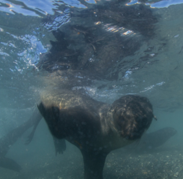 Seals-in-the-Surf