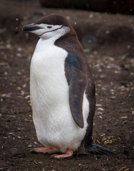 Single-Chin-Strap