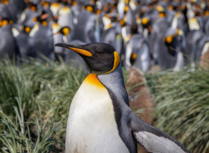 Single-King-with-Blurred-Colony-Behind