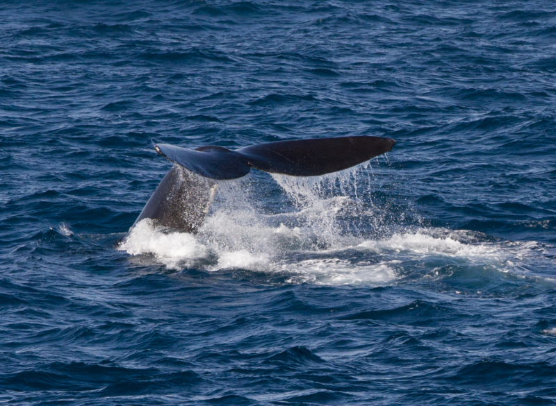 Southern-Right-Whale-Tail
