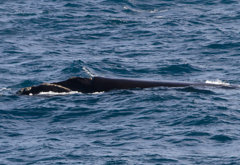 Southern-Right-Whale