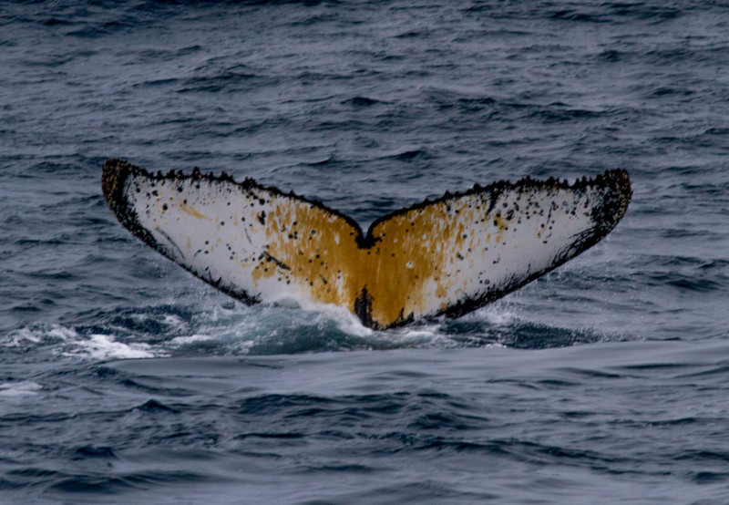 Underside-Tail